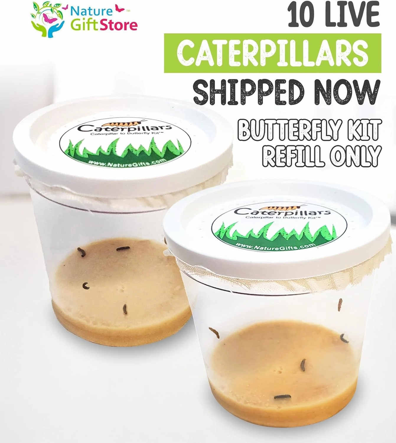 10 Live Caterpillars for Butterfly Habitat Kit - Refill for Painted Lady Butterfly Kit with Caterpillar Food, Instructions - Educational Science Kit
