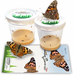 10 Live Caterpillars for Butterfly Habitat Kit - Refill for Painted Lady Butterfly Kit with Caterpillar Food, Instructions - Educational Science Kit