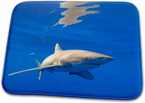 3dRose Bathroom Bath Rug Mat - Hawaii, Big Island, Oceanic White Tip Shark - US12 PSO0038 - Paul Souders Sharks