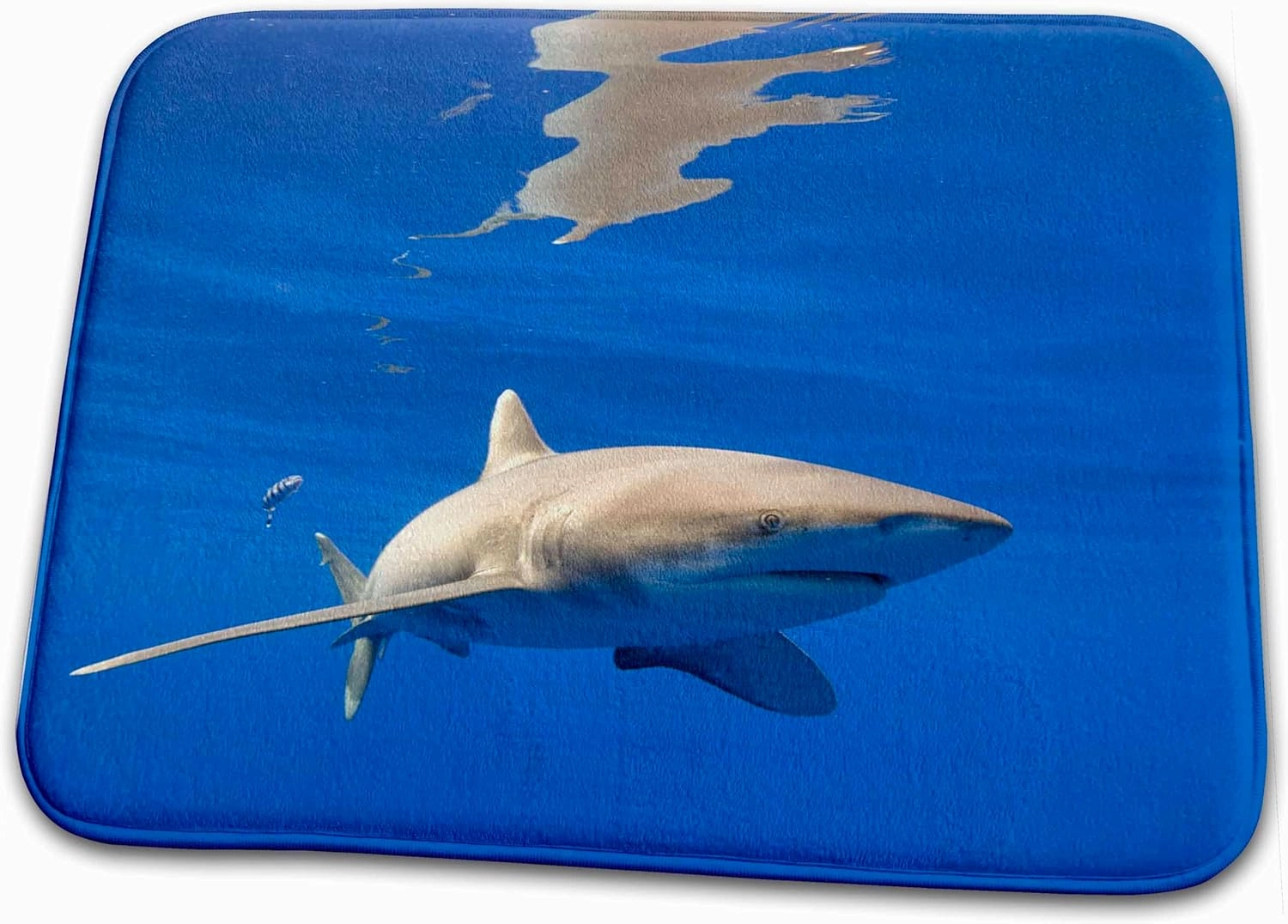 3dRose Bathroom Bath Rug Mat - Hawaii, Big Island, Oceanic White Tip Shark - US12 PSO0038 - Paul Souders Sharks