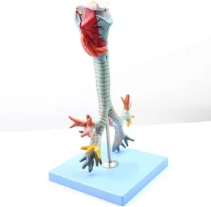 Anatomy Pharynx Trachea Bronchus, Pharynx Model, Human Anatomy Medical Education Training aids Science kit Anatomy Biology
