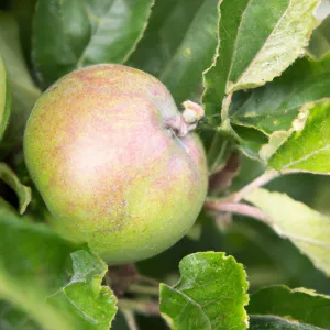Bramley's seedling Apple