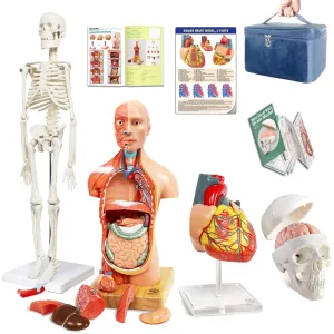 EVOTECH SCIENTIFIC Human Body, Skeleton, Heart, Half Size Skull with Brain Models-Best Anatomy Model Bundle Set of 4 Hands-on 3D Model Study Tools for Medical Student or as Educational Kit for Kids