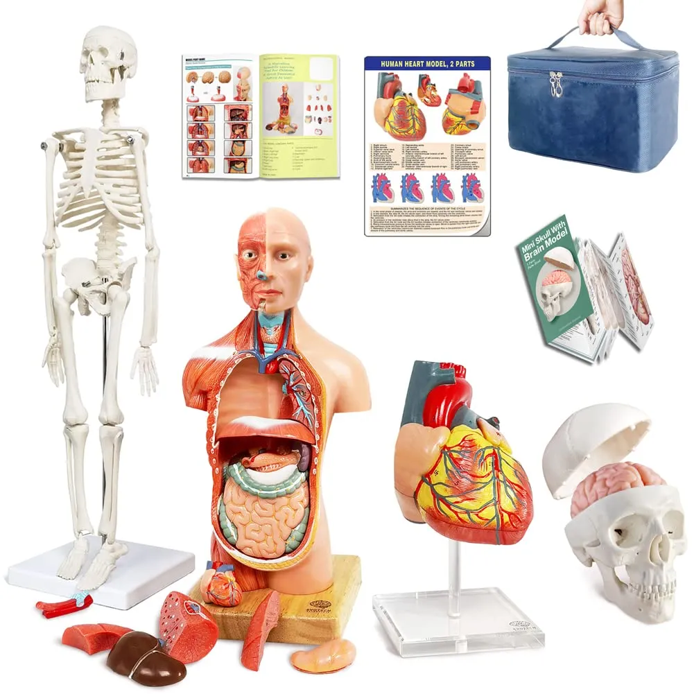 EVOTECH SCIENTIFIC Human Body, Skeleton, Heart, Half Size Skull with Brain Models-Best Anatomy Model Bundle Set of 4 Hands-on 3D Model Study Tools for Medical Student or as Educational Kit for Kids