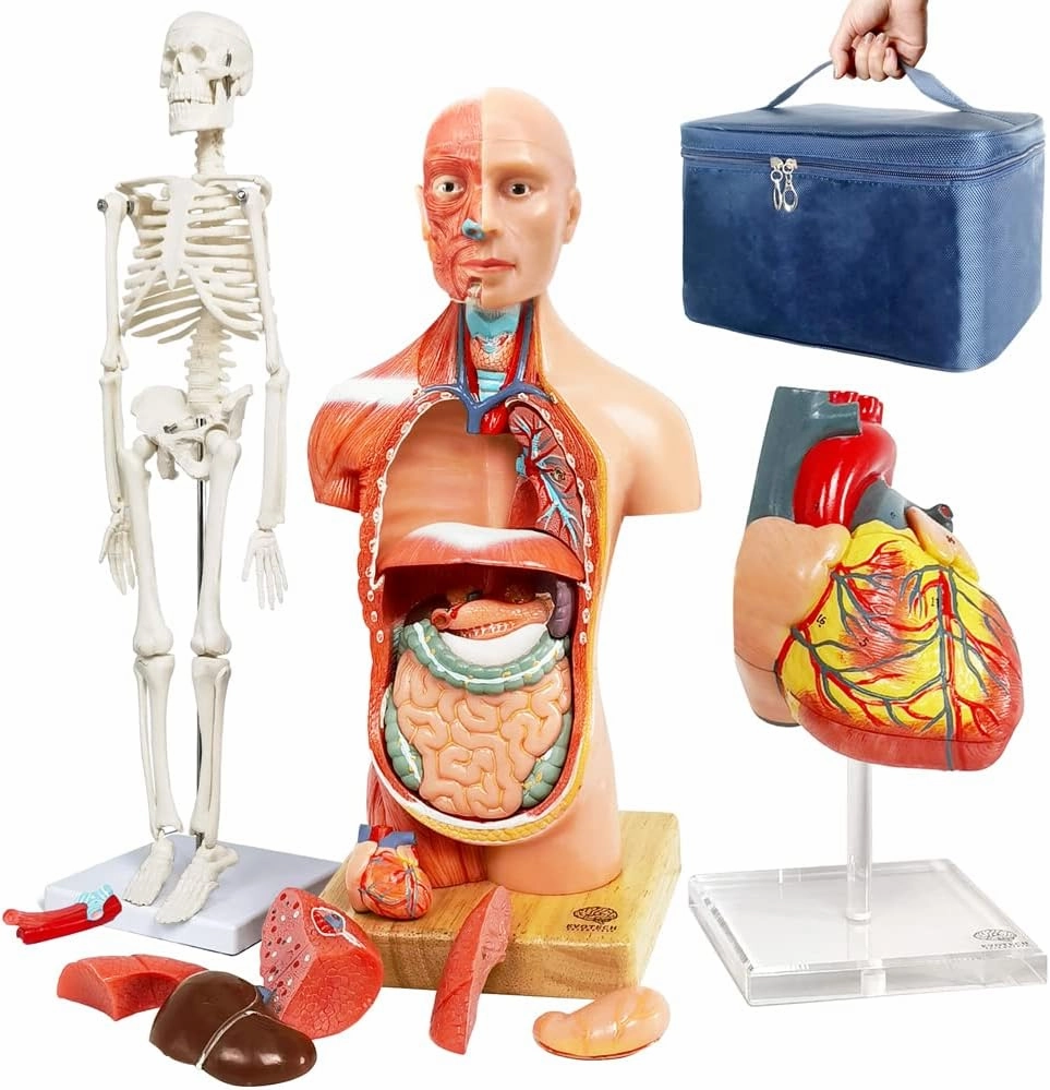 EVOTECH SCIENTIFIC Human Body, Skeleton and Heart Models - Best Anatomy Bundle Set of 3 Hands-on 3D Study Tools for Medical Students or Educational Kit for Kids