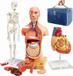 EVOTECH SCIENTIFIC Human Body, Skeleton and Heart Models - Best Anatomy Bundle Set of 3 Hands-on 3D Study Tools for Medical Students or Educational Kit for Kids