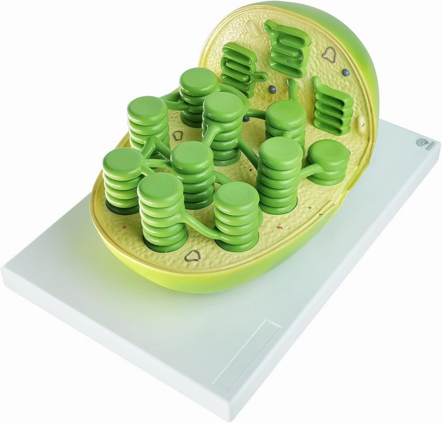 EVOTECH SCIENTIFIC Plant Chloroplast Structure Model, Enlarged Plant Chloroplast Model for Biology Teaching Study Science and Education Equipment Tool