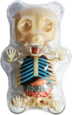 Gummi Bear Skeleton Anatomy Model Kit, Clear