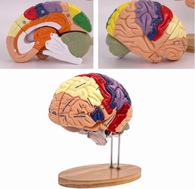 Human Brain Model 2X Life Size for Neuroscience Teaching with Labels, Anatomy Model for Learning Science Classroom Study Display Medical Model