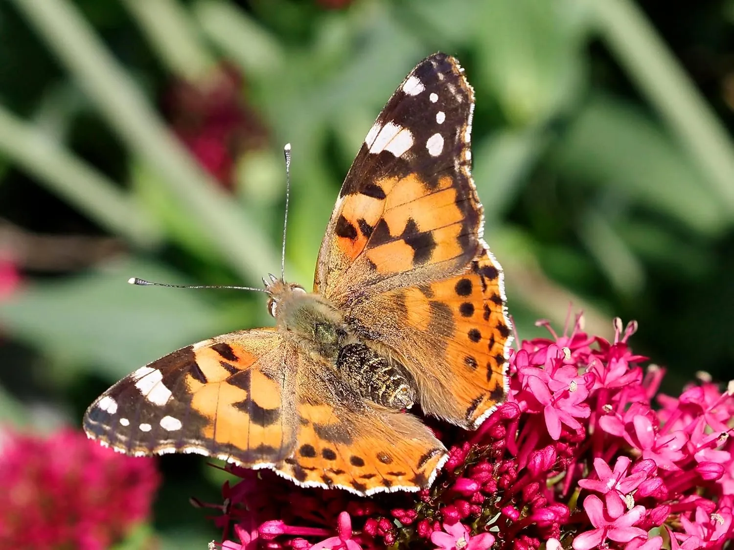 Insect Lore Butterfly Garden | 5 Live Baby Caterpillars | Habitat, Feeder, Chrys-A-Lid Log, STEM Journal Included | Raise and Release Painted Lady Butterflies