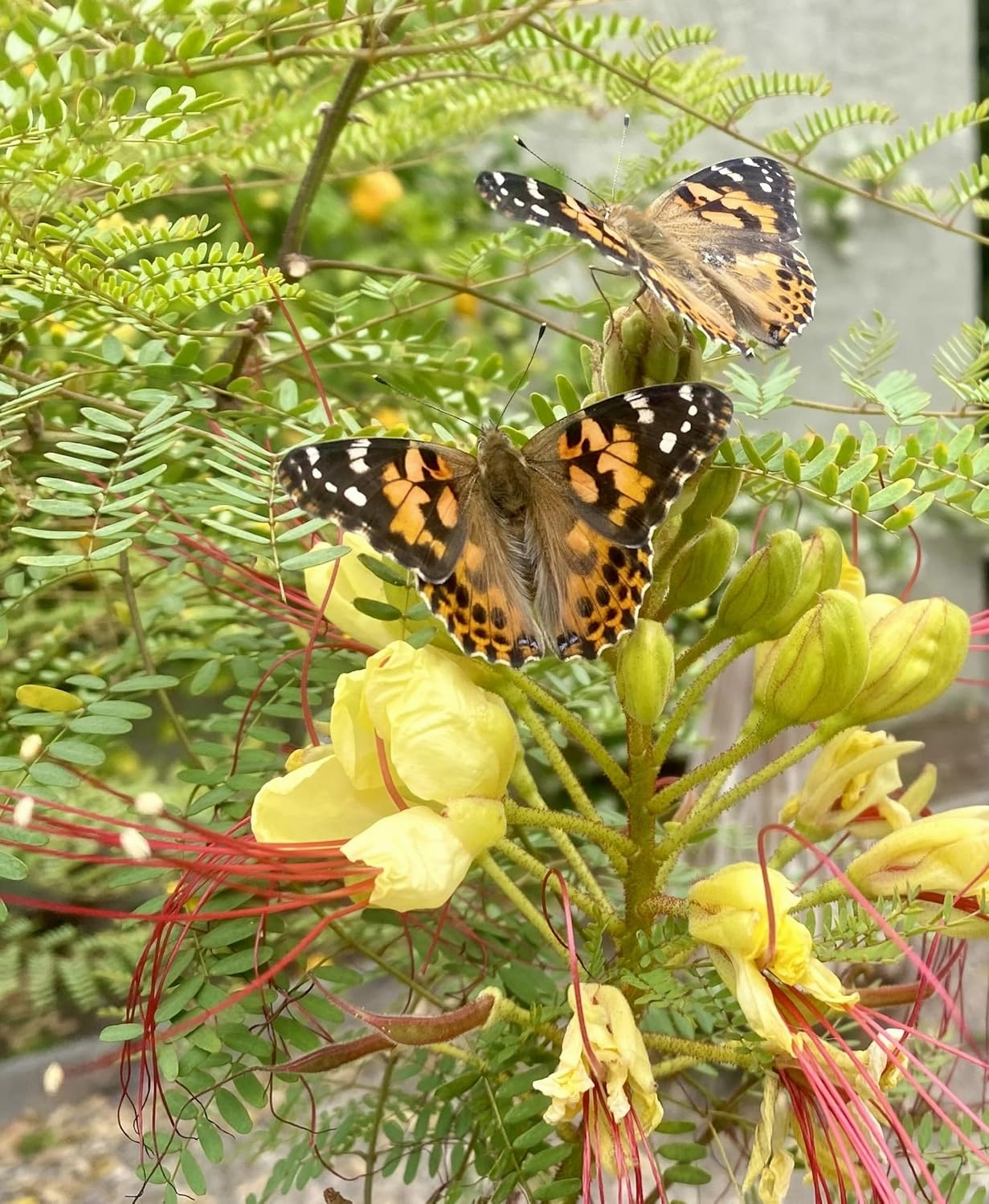 Insect Lore Butterfly Garden | 10 Live Baby Caterpillars | Habitat, STEM Journal, Chrys-A-Lids, Feeder | Raise and Release Painted Lady Butterflies