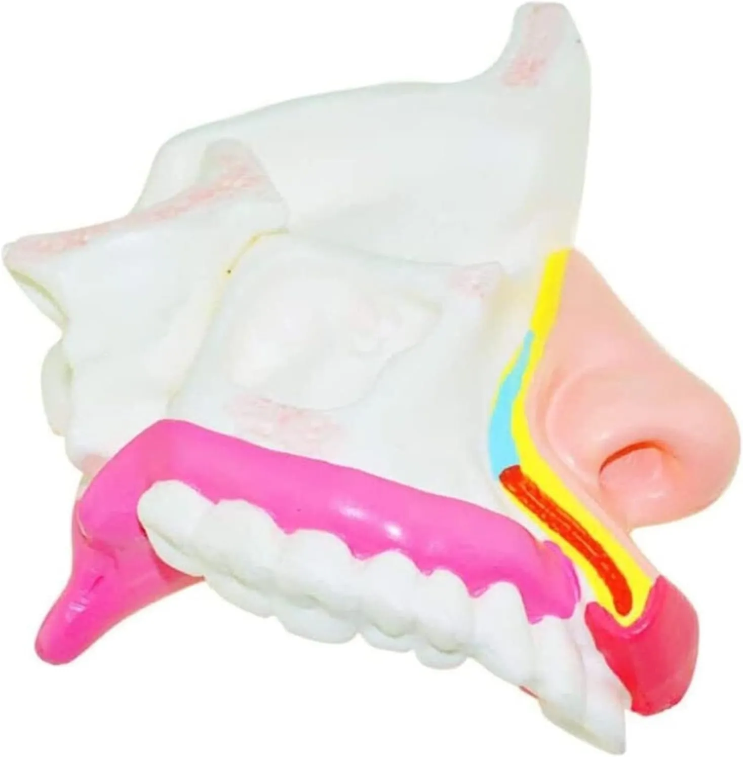 Laryngeal Model Human Organ Anatomical Model Larynx Anatomical Model Human Anatomy Science Model