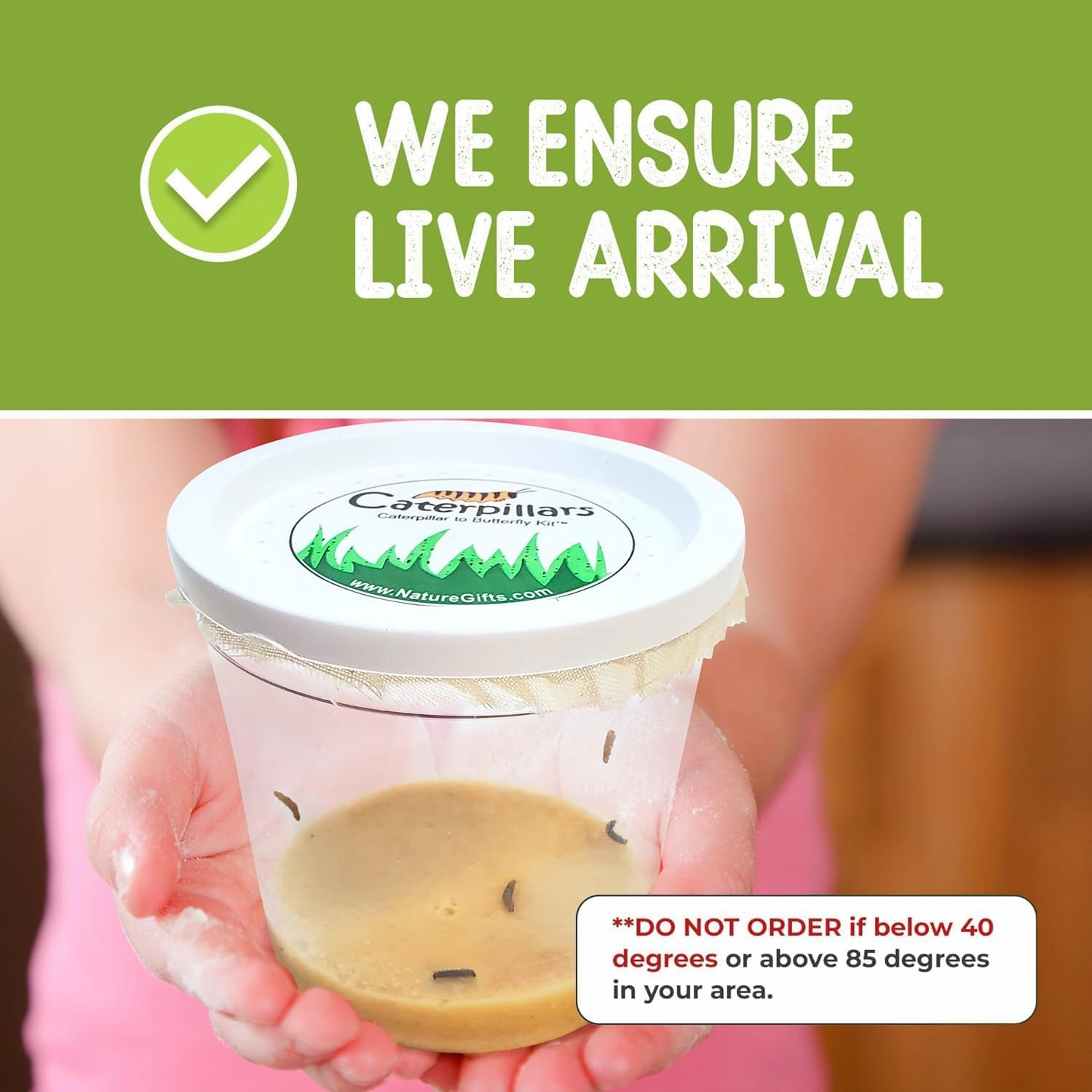 Nature Gift Store Live Butterfly Kit: Shipped with 5 Painted Lady Caterpillars Now- Pop Up Cage