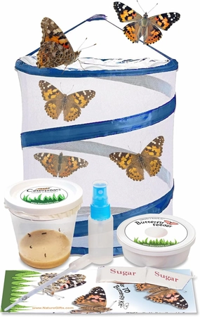 Nature Gift Store Live Butterfly Kit: Shipped with 5 Painted Lady Caterpillars Now- Pop Up Cage