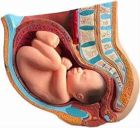 Pelvis Model with Fetus 9 Months Pregnant Female sagittal Pelvic Anatomy for Science Classroom Learning Display Teaching Medical Model