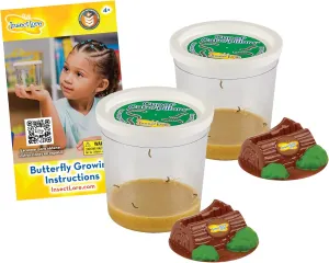 Two Cups of Caterpillars - Life Science & STEM Education - Butterfly Kit Refill – Painted Lady Butterflies – Includes Two Chrysalis Holding Logs Instructions - Butterfly Lifecycle Observation